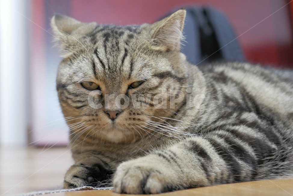 고양이,개냥이,애교,호기심,표정,얼굴,동물,귀여운