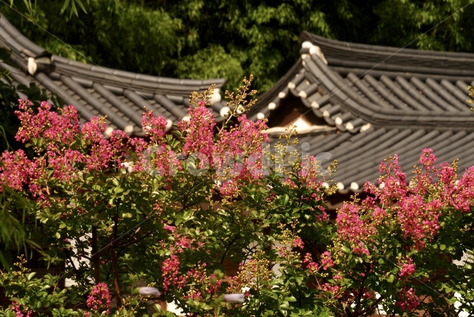 배롱나무,나무,꽃,자연,여름,fiower,tree,nature,summer,plants