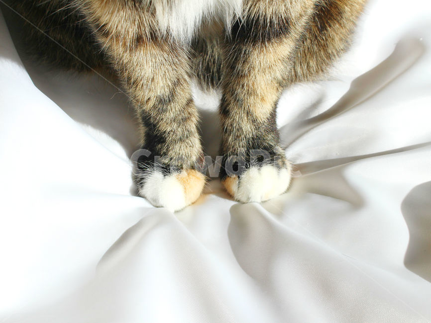 감성사진,고양이,반려동물,동물,감성,cat,반려묘,성묘,냥,animals,솜방망이,동물,animal,포유류,mammal,고양이,cat,kitten,kitty