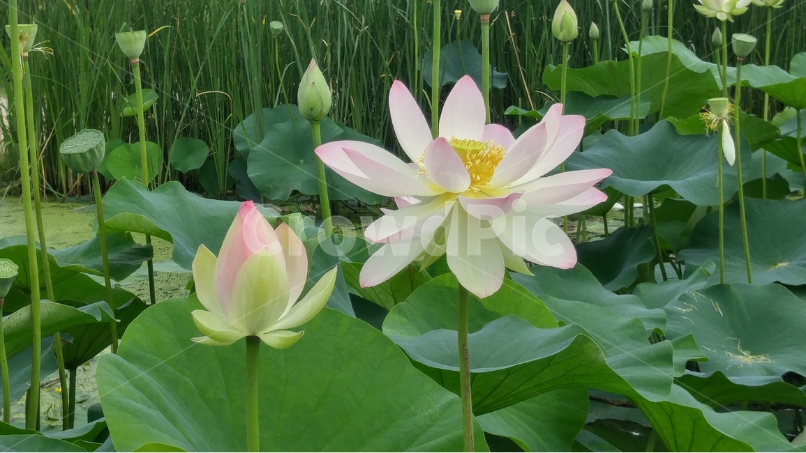 연잎,연꽃,꽃잎,꽃,꽃봉오리,꽃구경,여름,식물,자연,plants,nature,꽃,flower
