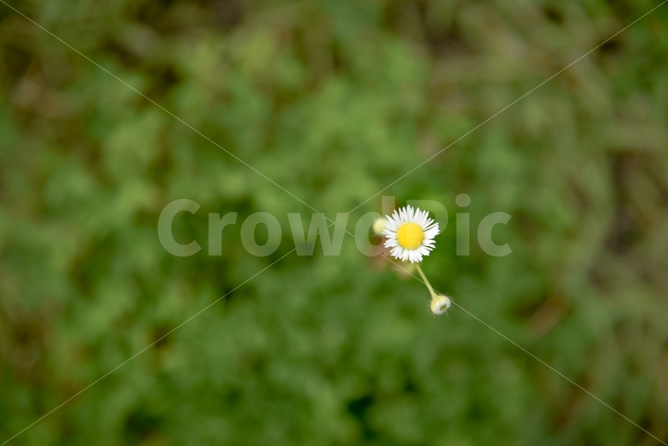 꽃,solo,alone,자연,홀로,식물,자연,plants,nature,꽃,flower