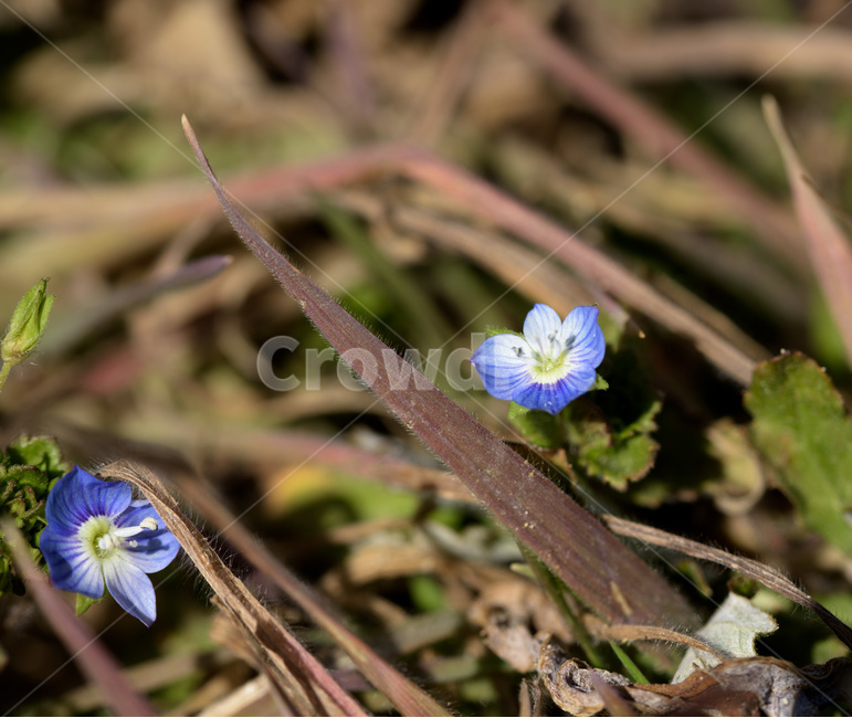 봄꽃,봄잔디꽃,잔디꽃,봄까치꽃,봄,꽃,봄,계절,spring,season,식물,자연,plants,nature,꽃,flower,plant,geranium,제라늄,blossom,iris,아이리스