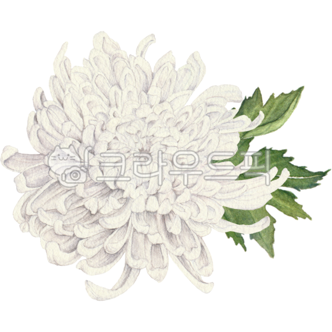 국화,꽃,국화꽃,꽃그림,꽃일러스트,국화꽃그림,국화꽃일러스트,일러스트,수채화,가을일러스트,플로랄,보태니컬,식물,화이트,흰색,흰국화,하얀국화꽃,하얀색꽃,chrysanthemum,flower,floral,botanical,flowerdrawing,drawing,flowerillustration,illustration,chrysanthemumdrawing,chrysanthemumillustration,watercolor,plant,white,whiteflower,whitechrysanthemum