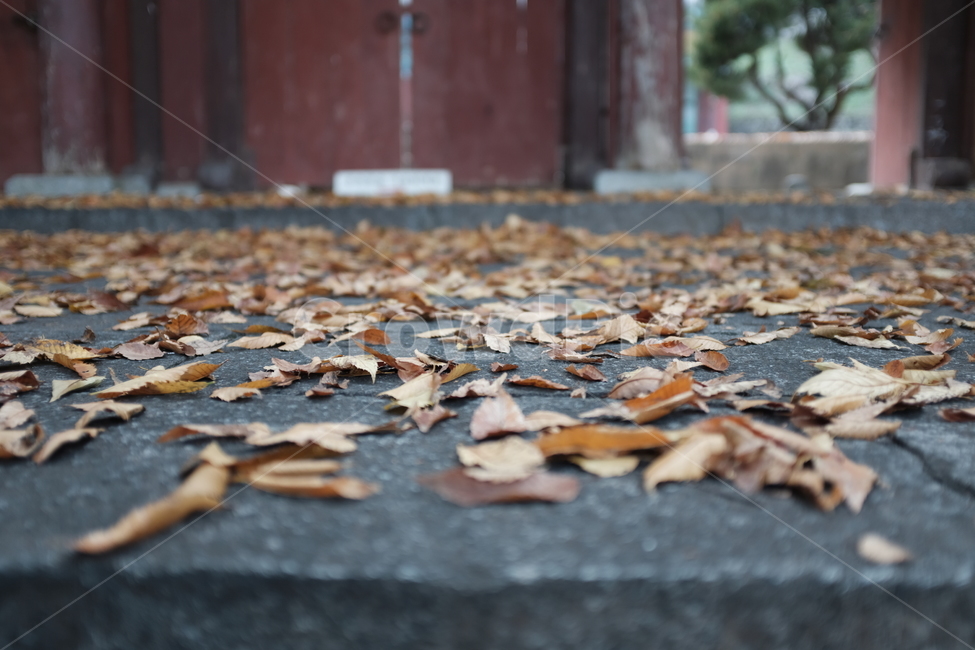 가을,낙엽,쓸쓸함,외로움,고독,fall,autumn,leaves,season,노란색,가을,계절,fall,autumn,season,leaf,잎,plant,식물,ground,바닥,tree,나무