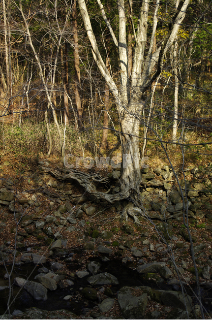 겨울,나무,식물,plant,낙엽,자연,풍경,nature,landscape,ground,바닥,tree