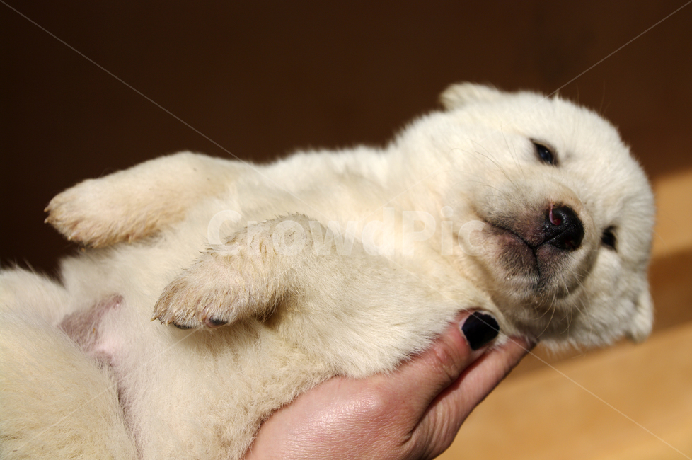 강아지,동물,애완견,반려견,개,animal,동물,animal,포유류,mammal,개,강아지,dog,doggy