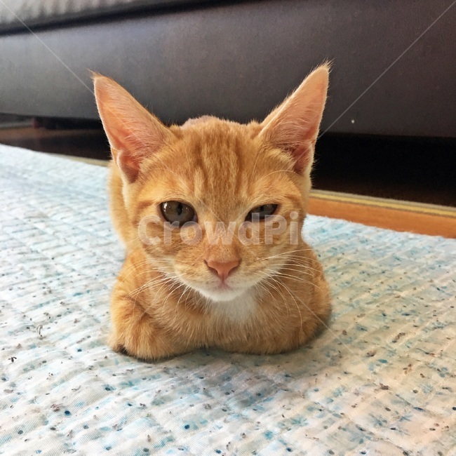 고양이,잠자는고양이,코리아숏헤어,코숏,식빵자세,노란고양이,치즈코숏,캣초딩,아깽이,길고양이,cat,반려묘,반려동물,animal,동물,animal,포유류,mammal,고양이,cat,kitten,kitty