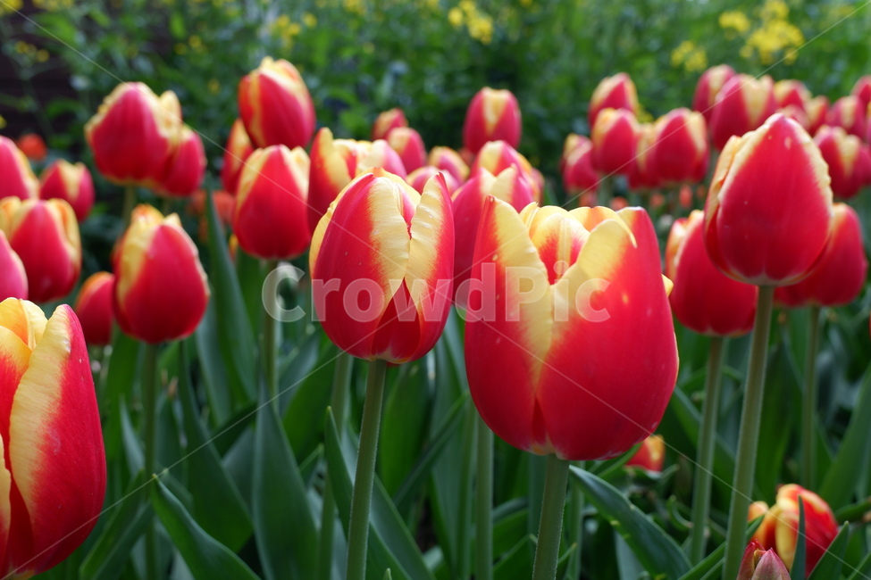 꽃,튤립,자연,튤립축제,식물,flower
