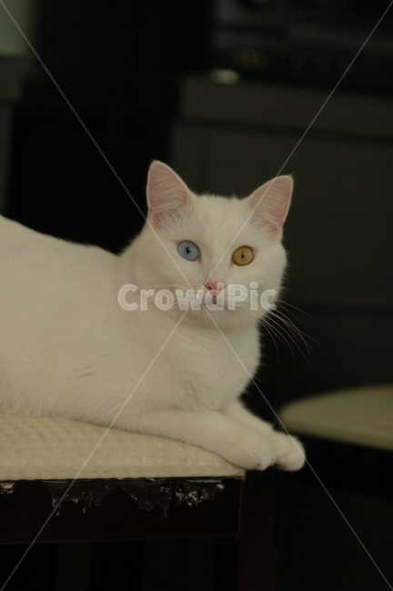 오드아이,고양이,터키쉬앙고라,흰색,애완동물,동물,반려동물,의자,놀란