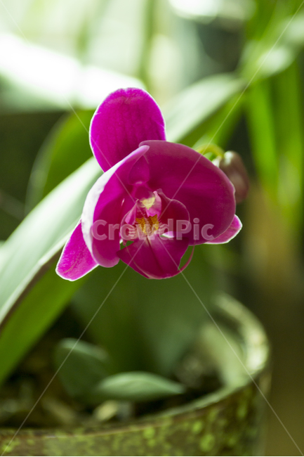 봄,난꽃,서양난,꽃,난,식물,자연,nature,flower,감성,emotion,화분,화초,실내디자인,식물,자연,plants,nature,꽃,flower