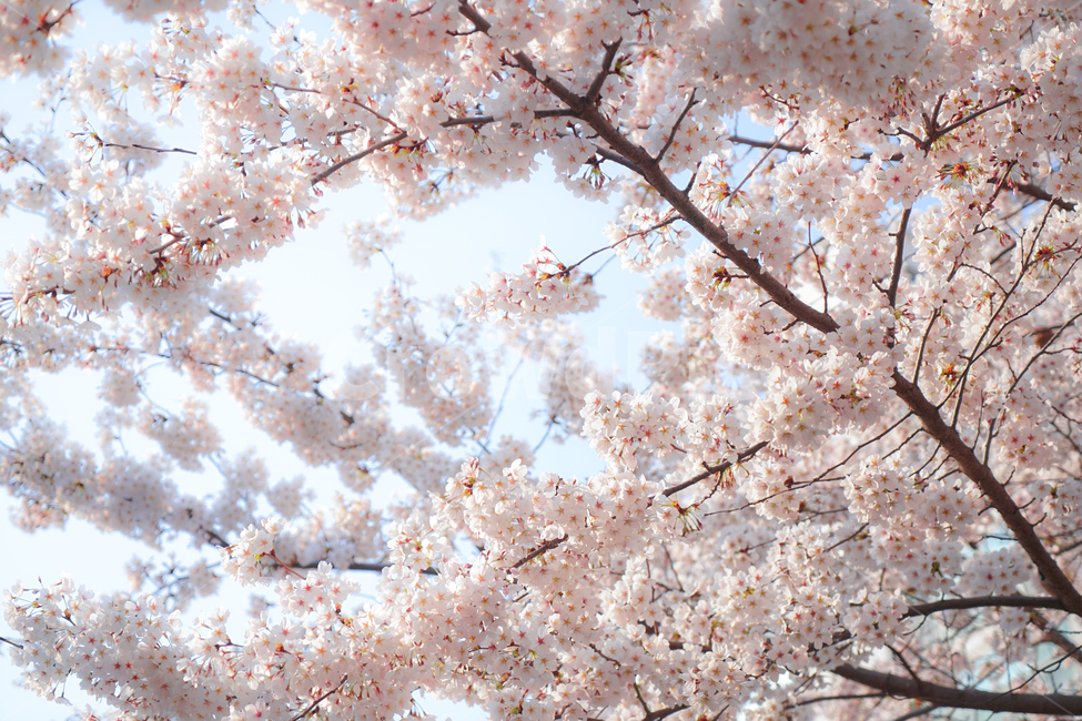 봄,벚꽃,따뜻,꽃,따뜻한,plant,식물,flower,blossom
