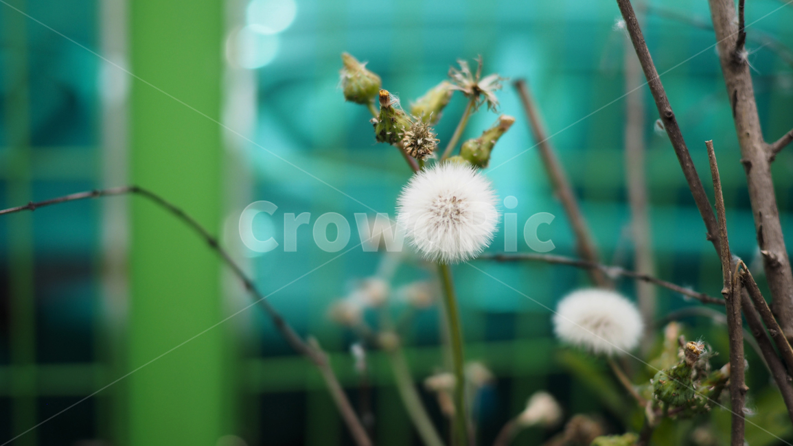 야생화,홀씨,꽃,아웃포커스,flower
