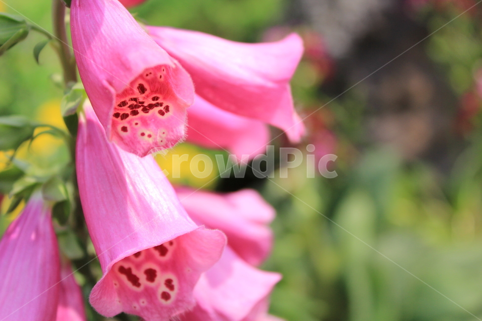 방울꽃,분홍,종,핑크,꽃,식물,자연,plants,nature,꽃,flower