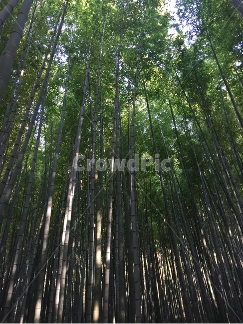 대나무,대나무숲,자연,푸르름,숲속,자연,풍경,nature,landscape,plant,식물,bamboo
