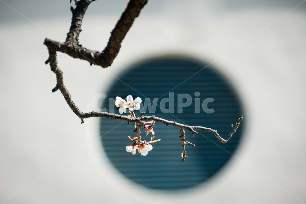 봄,매화,매화꽃,꽃,봄꽃,spring,flower,식물,자연,풍경,landscape,natural,봄,계절,spring,season,식물,자연,plants,nature,꽃,flower,plant