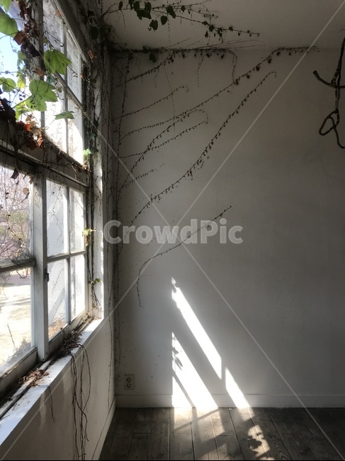 그림자,shadow,창문,빛,담쟁이넝쿨,건축물,건물외관,exterior,building,structure,architecture,construction