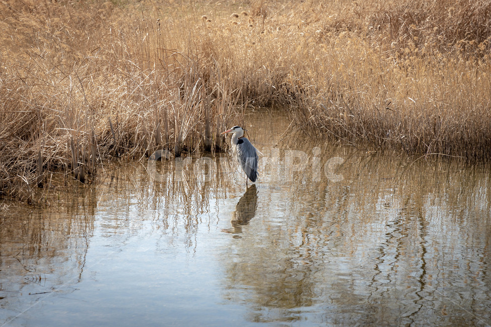 자연,왜가리,새,백로,갈대,bird,nature,reed,landscape,egret,whiteheron,갈대숲,호수공원,호수,lake,lakepark,조류,새,birds