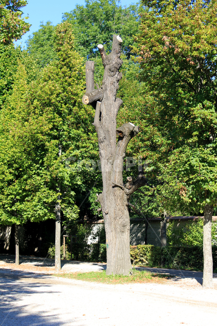 공원,자연풍경,나무,휴식,산책,조경,녹색,식물,자연,plants,nature,나무,trees,wood
