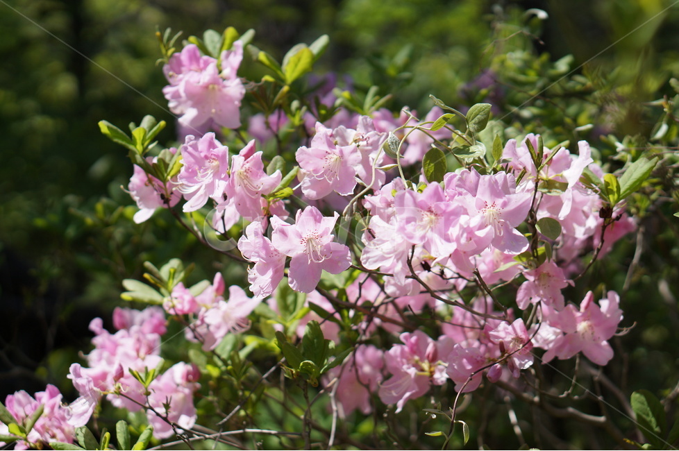 산철쭉꽃,핑크,빛,봄,산,봄,계절,spring,season,식물,자연,plants,nature,꽃,flower,plant