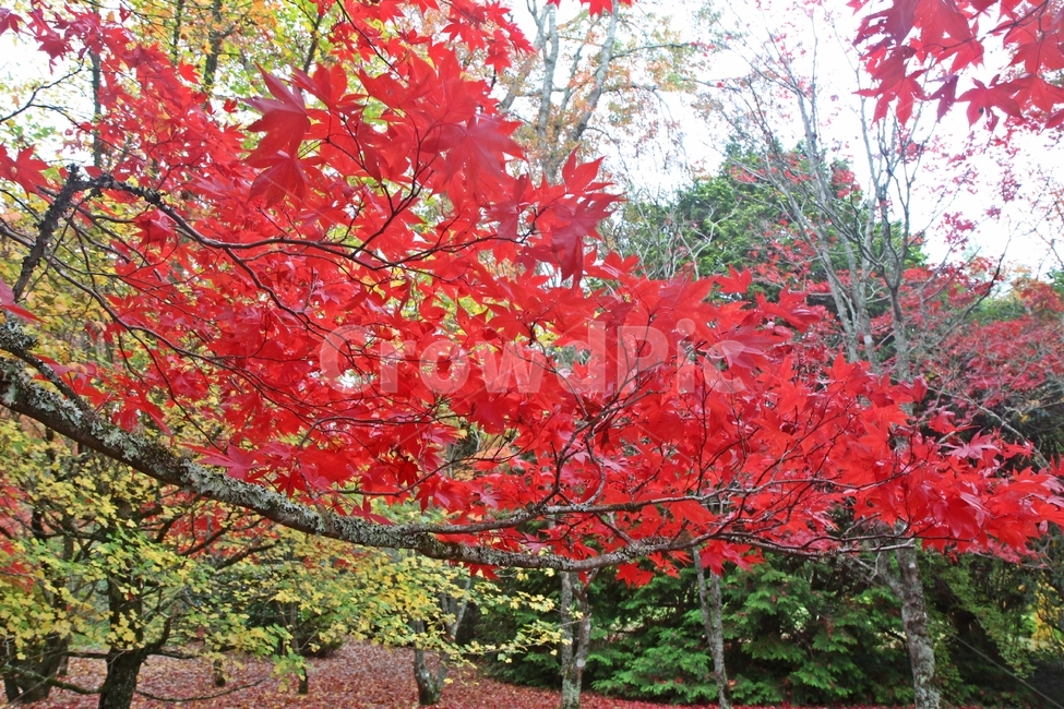 블루마운틴,블루마운틴단풍,가을,단풍,maple,가을,계절,fall,autumn,season,식물,자연,plants,nature,나무,trees,wood,leaf,잎,plant,tree