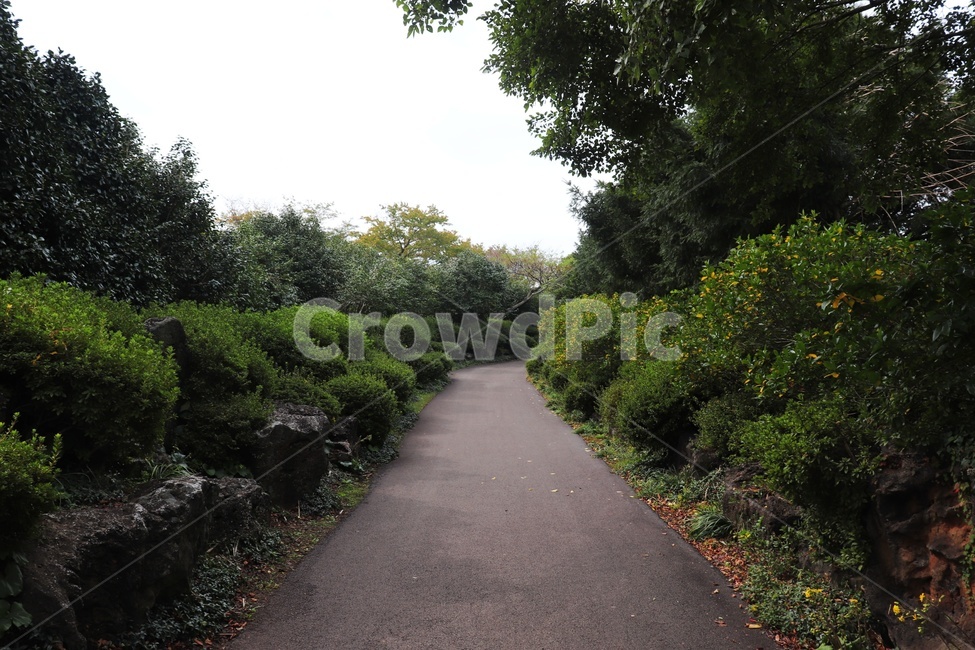 asphalt,아스팔트,road,도로,길,나무,tree,초록색