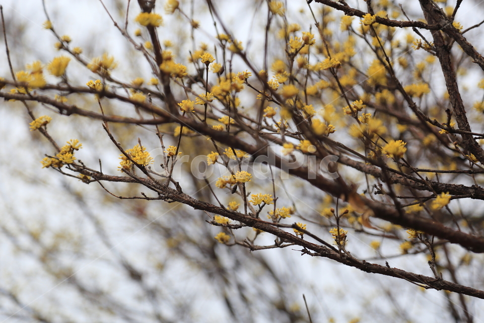 봄,꽃,노랑,개나리,봉우리,만개,green,그린,초록,flora,leaf,잎,closeup,bright,floral,beauty,petal,꽃잎,sky,하늘,beautiful,blooming,garden,background,bloom,season,blue,plant,white,blossom,flower,nature,branch,spring,tree,봄,계절,spring,season,식물,자연,plants,nature,꽃,flower