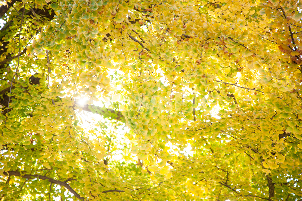 은행나무,은행잎,역광,빛,태양,가을,풍경,가을,계절,fall,autumn,season,tree,나무,plant,식물,sunlight,햇빛