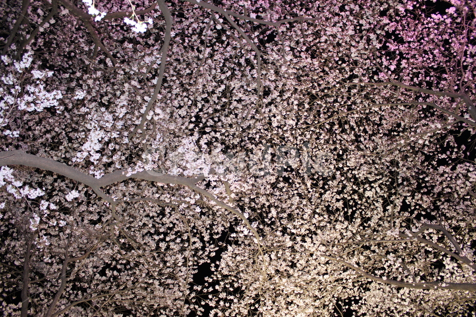 경치,nature,자연,outdoors,옥외,벚꽃,식물,자연,plants,nature,꽃,flower