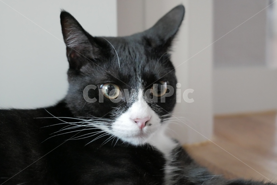 고양이,개냥이,표정,동물,얼굴,귀여운,동물,animal,포유류,mammal,고양이,cat,kitten,kitty