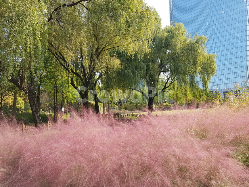 핑크뮬리,plant,식물,tree,나무,풍경,핑크,pink,뮬리,버드나무