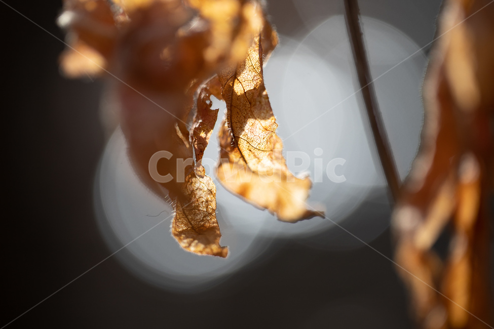 낙옆,추억,또다른시선,식물,자연,plants,nature,산,친환경,역광,보케,선,가을,계절,fall,autumn,season