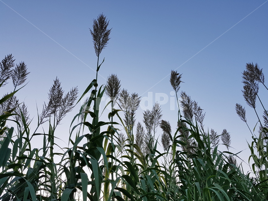 자연,가을,하늘,갈대,억새,바람,fall,힐링,풍경,쉼,가을,계절,fall,autumn,season,grass,잔디,plant,식물,lawn,reed
