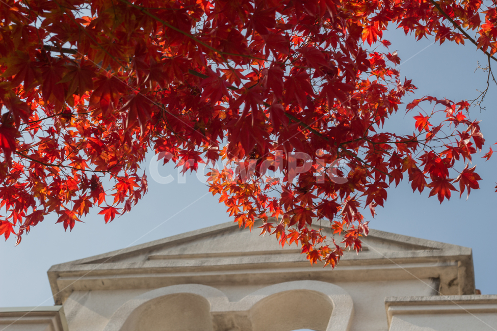 단풍,가을,red,단풍잎,단풍나무,자연,fall,autumn,maple,가을,계절,fall,autumn,season,plant,식물,leaf,잎,tree,나무