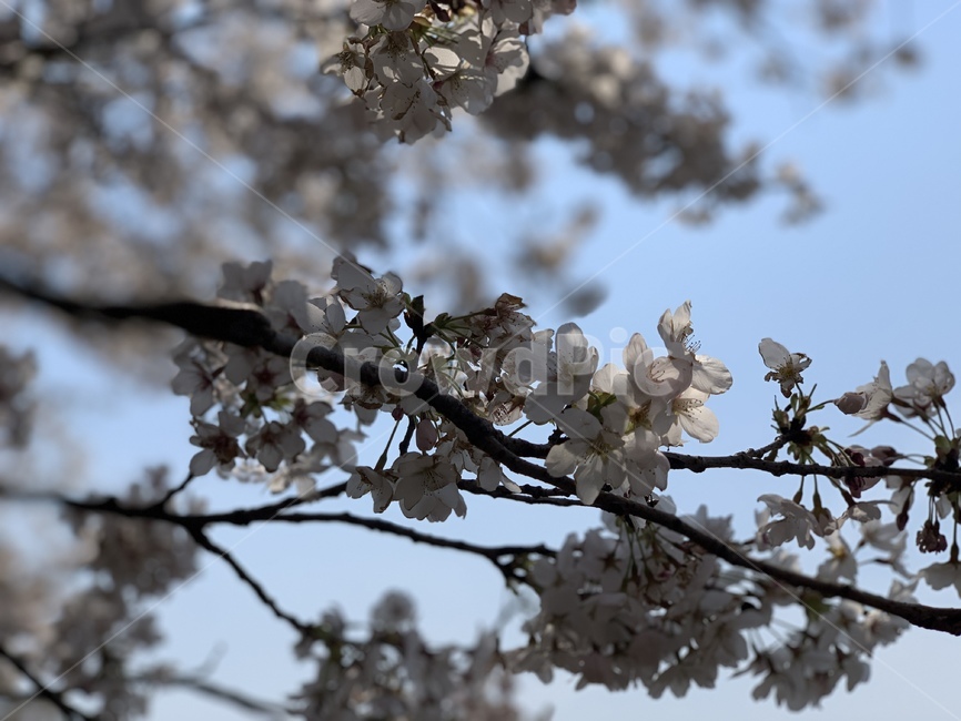 벚꽃,꽃,봄,나무,자연,봄,계절,spring,season,plant,식물,flower,blossom