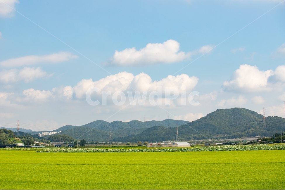 자연,꽃,들판,구름,벼,시골,자연,풍경,nature,landscape,grassland,목초지,field,들,outdoors,옥외,paddy field,패디 필드