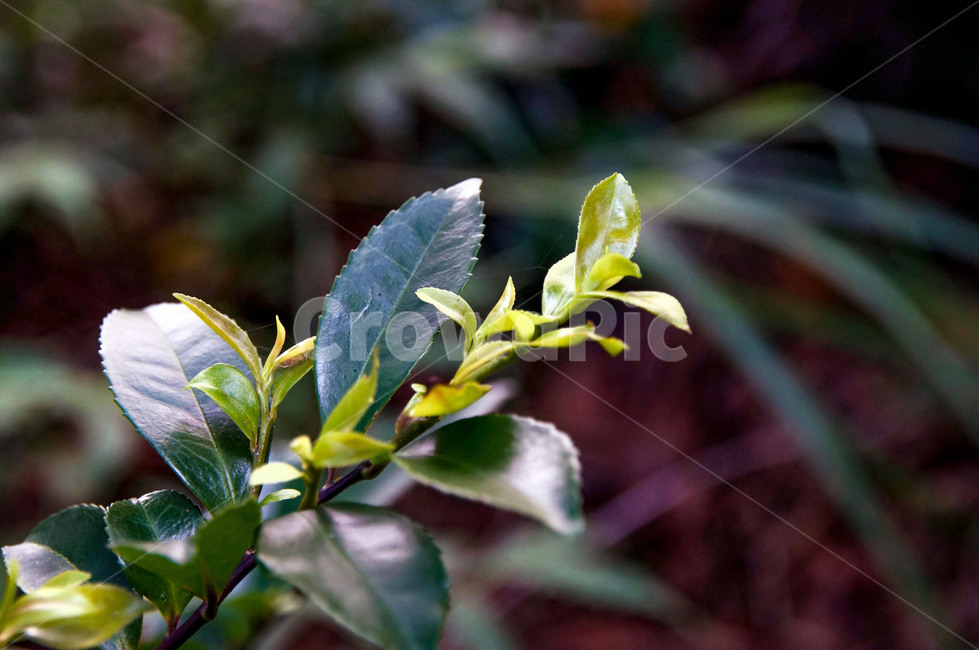 잎,새싹,나무즐기,생명,가지,sprout,leaf,life,branch,나무,tree,숲,여름,푸른,자연,햇살,forest,summer,blue,sunny,nature