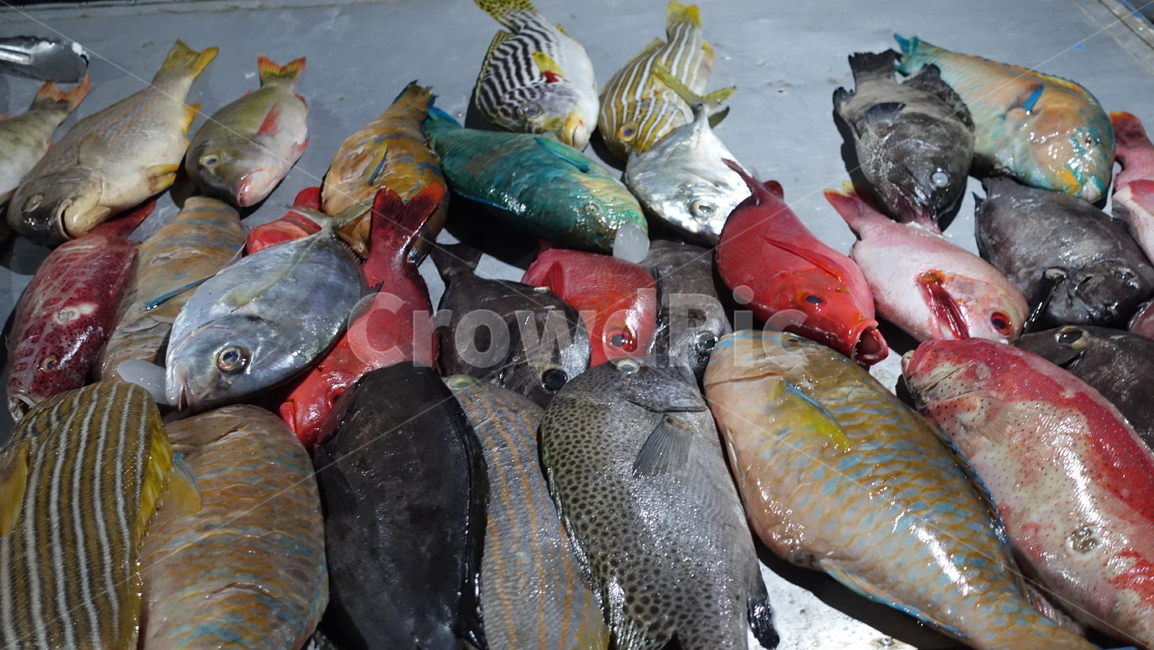 시장,market,fish,열대어,생선