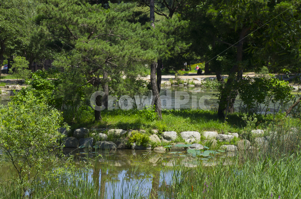 연못,나무,여름,물가,물풀,수풀,scene,view,feeling,emotion,nature,landscape,season,풍경,감정,감성,자연,계절,뷰티,pond,summer,풍경사진,감성사진,정취