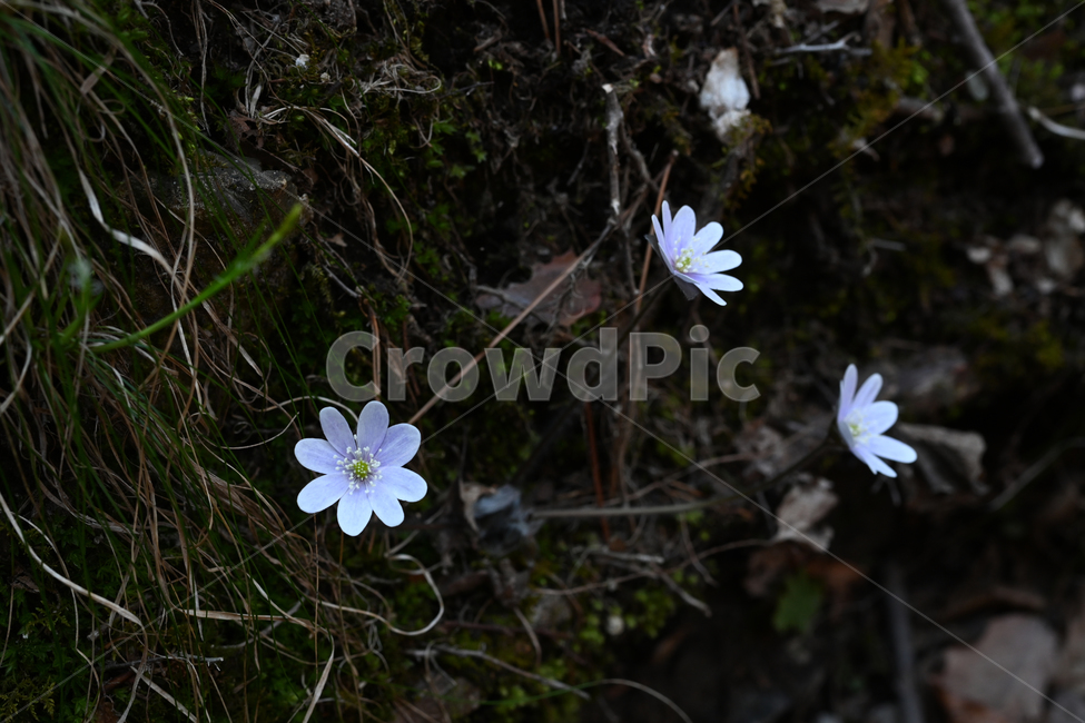 노루귀,야생화,흰꽃,hepatica,주왕산꽃,봄꽃,식물,자연,plants,nature,꽃,flower