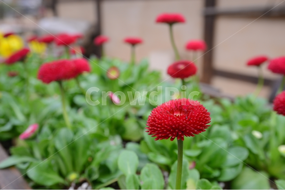 봄,꽃,자연,nature,클로즈업,closeup,데이지,spring,flower,봄,계절,spring,season,식물,자연,plants,nature,꽃,flower,plant,blossom
