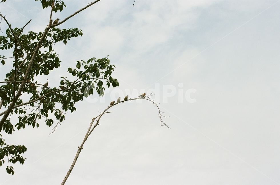 참새,나무,자연,bird,nature,식물,자연,plants,nature