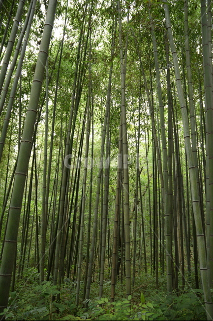 대나무,숲,대나무숲,녹색,그린,풀,풍경,여름,자연,bamboo,forest,bambooforest,green,grass,landscape,summer,nature,자연,풍경,nature,landscape,식물,plants,나무,trees,wood,plant