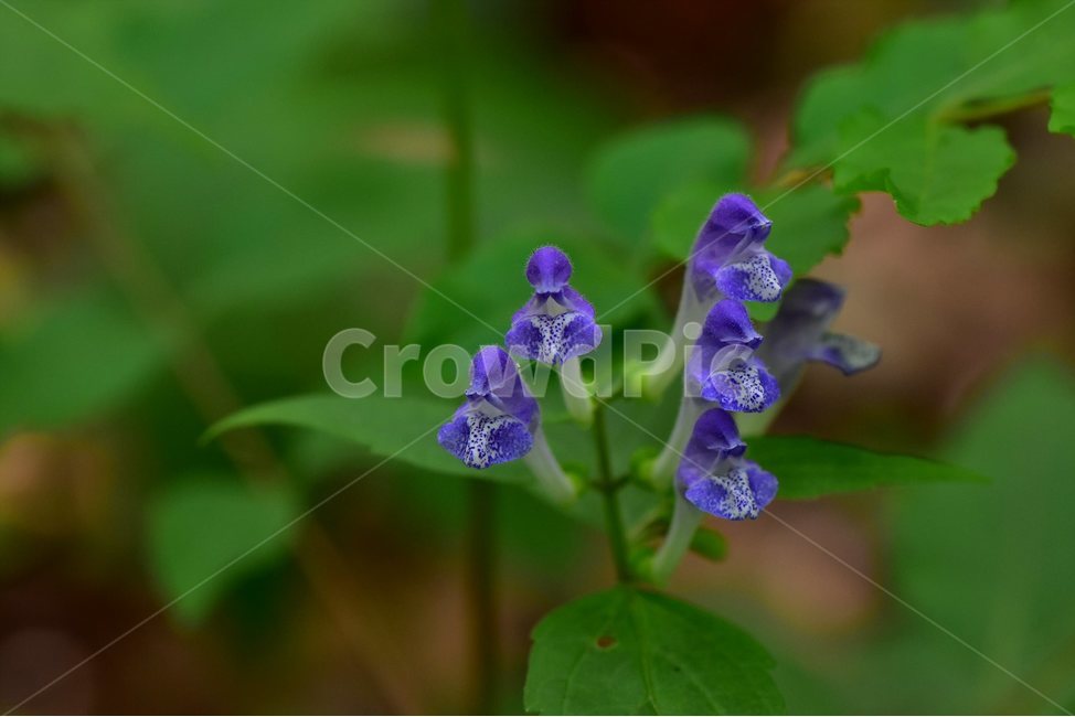 광릉골무꽃,꿀풀과,골무꽃속,야생화,봄,꽃,plant,wild,flower,자연,생태,식생,풀꽃,식물,자연,plants,nature,꽃,flower