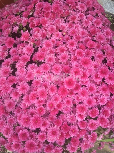 꽃,식물,자연,flower,nature