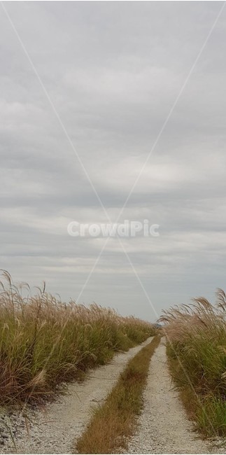 억새,길,하늘,바람,가을,구름,계절,자연,식물,자연,풍경,nature,landscape,grass,잔디,plant,lawn,reed,갈대