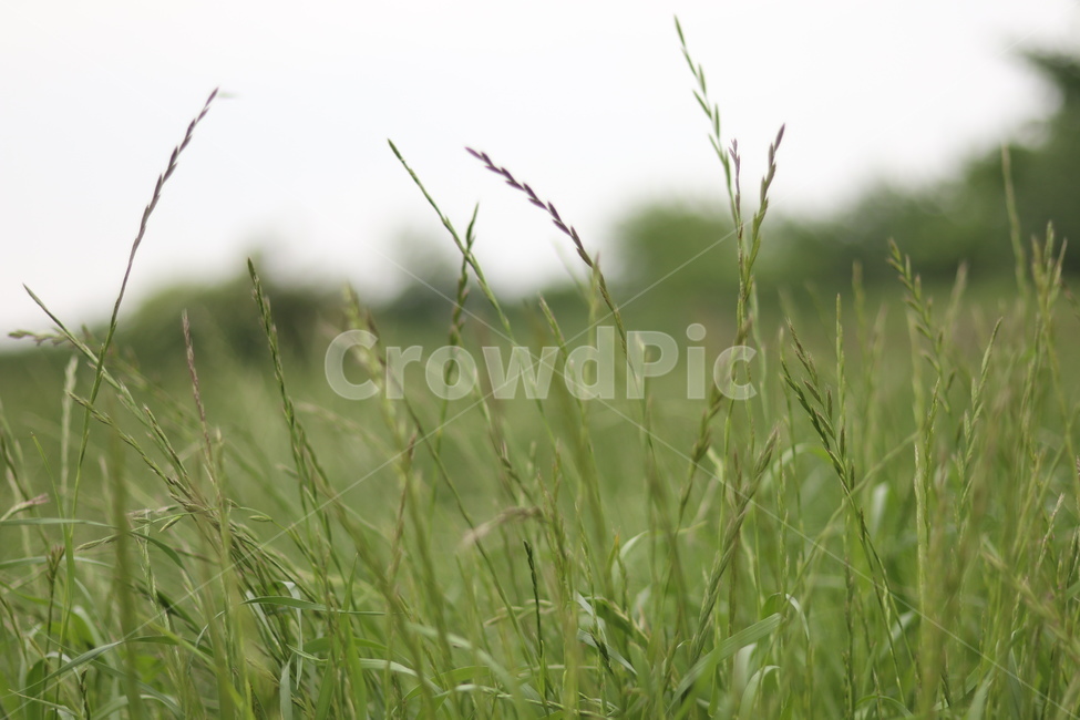 풀,잡초,초록,봄,흐림,식물,자연,plants,nature