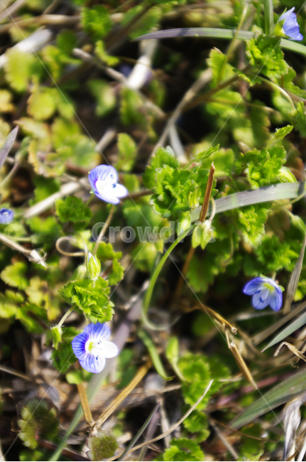 봄까치꽃,꽃,식물,flower,plant,봄꽃