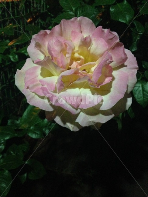 사랑,감성,꽃,자연,생명,소망