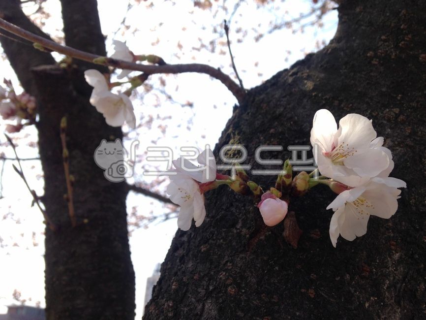 벚꽃,cherryblossom,꽃,봄꽃,flower,식물,plant,nature,자연,나무,tree,봄,spring