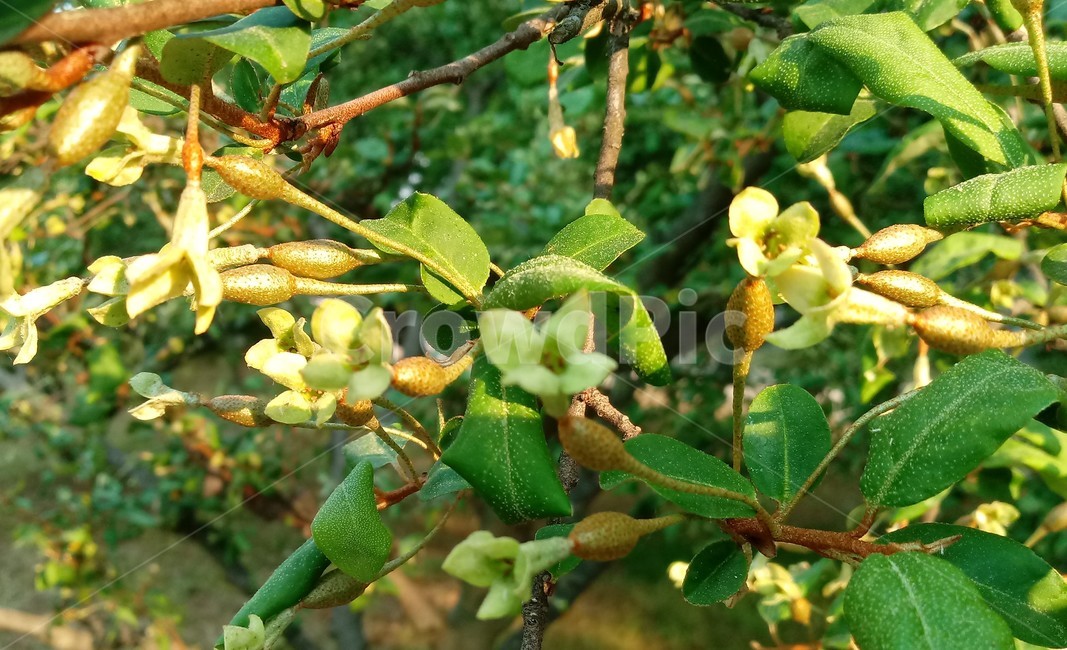 보리수,관목,붉은열매,식물,속씨식물,보라수꽃